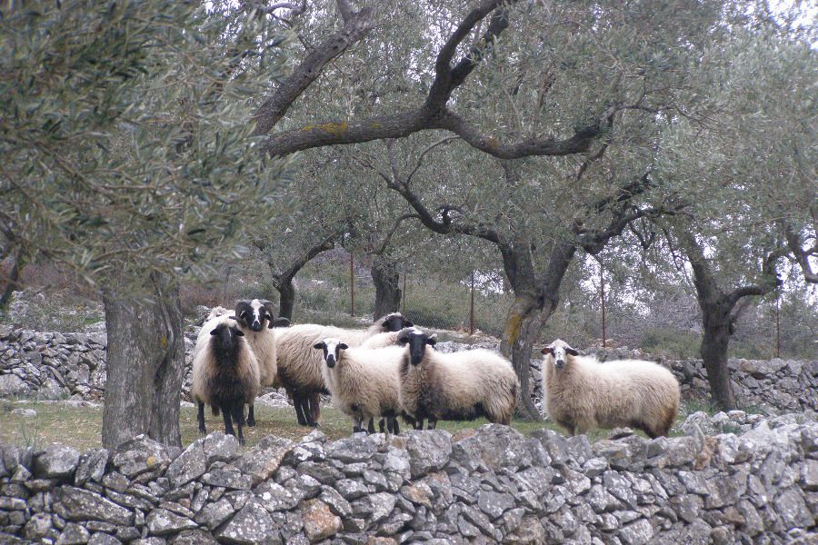 Ευλογιά αιγοπροβάτων: 50 εκατ. σε κτηνοτρόφους και περιφέρειες